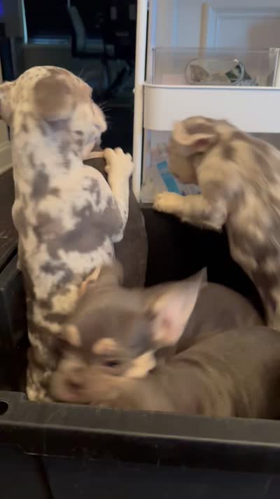 Lilac Tan Point Male, a male French Bulldog for sale in Atlanta, GA – 5 of 6