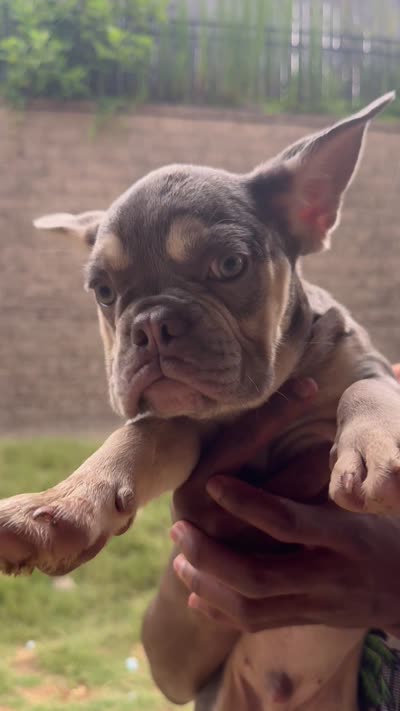 Lilac Tan Point Male, a male French Bulldog for sale in Atlanta, GA – 6 of 6