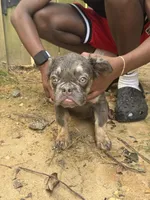 Precious, a female French Bulldog for sale in Atlanta, GA – 4 of 9