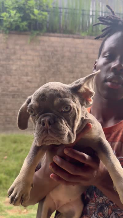 Lilac Tan Point Female, a female French Bulldog for sale in Atlanta, GA – 9 of 9