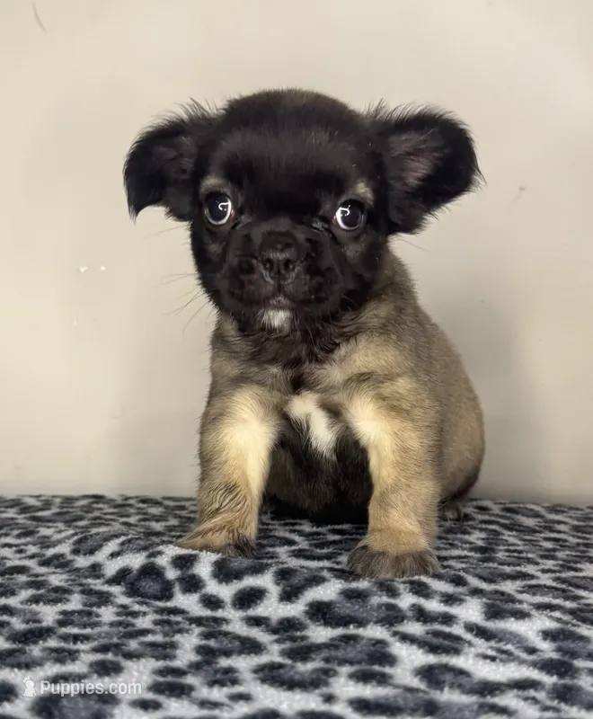Fawn Fluffy Girl – French Bulldog puppy for sale in Atlanta, GA