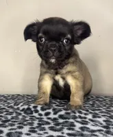 Fawn Fluffy Girl, a female French Bulldog for sale in Atlanta, GA – 1 of 10