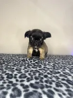 Fawn Fluffy Girl, a female French Bulldog for sale in Atlanta, GA – 3 of 10