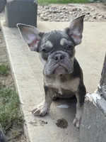Lilac Tan Point Male, a male French Bulldog for sale in Atlanta, GA – 2 of 6