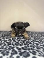 Fawn Fluffy Girl, a female French Bulldog for sale in Atlanta, GA – 4 of 10