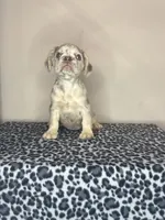 Snow White, a female French Bulldog for sale in Atlanta, GA – 4 of 8