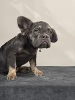 Precious, a female French Bulldog for sale in Atlanta, GA – 6 of 9