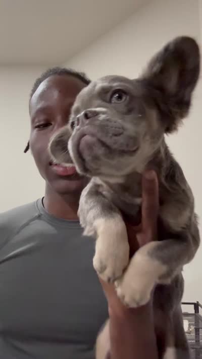 Precious, a female French Bulldog for sale in Atlanta, GA – 9 of 9