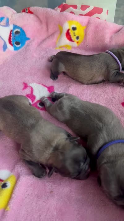 Fawn Fluffy Girl, a female French Bulldog for sale in Atlanta, GA – 8 of 10