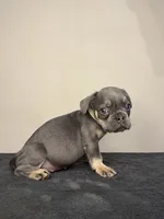 Lilac Tan Point Female, a female French Bulldog for sale in Atlanta, GA – 2 of 9