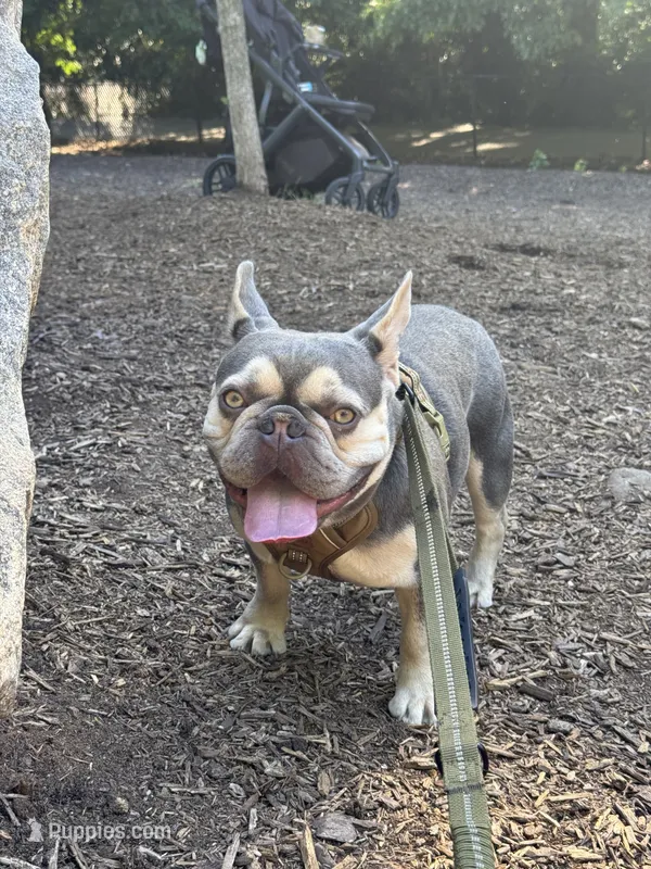 Don Julio – French Bulldog puppy for sale in Atlanta, GA