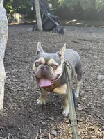 Don Julio, a male French Bulldog for sale in Atlanta, GA – 1 of 10