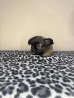 Fawn Fluffy Girl, a female French Bulldog for sale in Atlanta, GA – 2 of 10