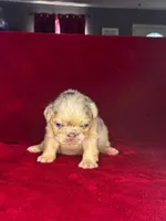 Snow White, a female French Bulldog for sale in Atlanta, GA – 2 of 8