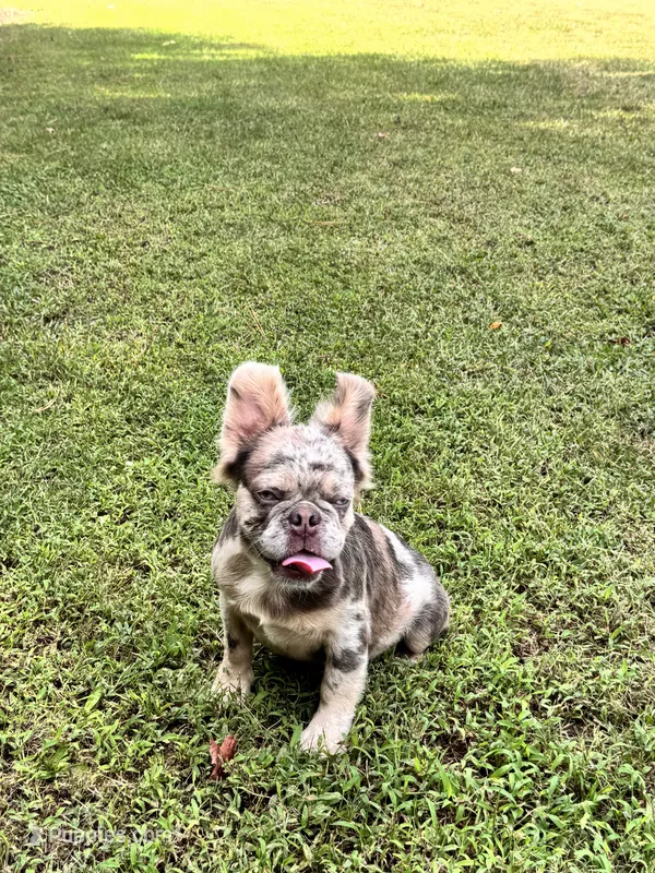 Showstoppa – French Bulldog puppy for sale in Atlanta, GA