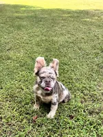 Showstoppa, a male French Bulldog for sale in Atlanta, GA – 1 of 10