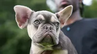 Don Julio, a male French Bulldog for sale in Atlanta, GA – 7 of 10