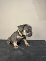 Lilac Tan Point Female, a female French Bulldog for sale in Atlanta, GA – 3 of 9