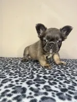 BamBam Jr., a male French Bulldog for sale in Atlanta, GA – 3 of 8
