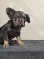 Precious, a female French Bulldog for sale in Atlanta, GA – 8 of 9