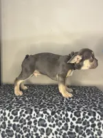 Lilac Tan Point Male, a male French Bulldog for sale in Atlanta, GA – 4 of 6