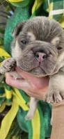 Don Julio, a male French Bulldog for sale in Atlanta, GA – 2 of 10