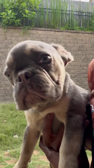 Lilac Tan Point Male, a male French Bulldog for sale in Atlanta, GA – 5 of 5
