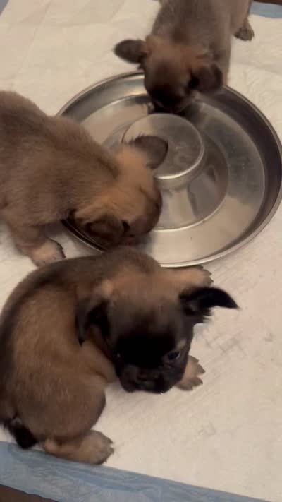 Fawn Fluffy Girl, a female French Bulldog for sale in Atlanta, GA – 9 of 10