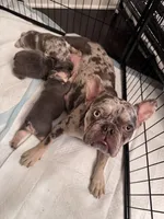 Don Julio, a male French Bulldog for sale in Atlanta, GA – 4 of 10