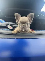 BamBam Jr., a male French Bulldog for sale in Atlanta, GA – 6 of 8