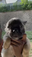 Fawn Fluffy Girl, a female French Bulldog for sale in Atlanta, GA – 7 of 10