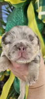 Showstoppa, a male French Bulldog for sale in Atlanta, GA – 2 of 10