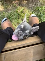 Don Julio, a male French Bulldog for sale in Atlanta, GA – 6 of 10