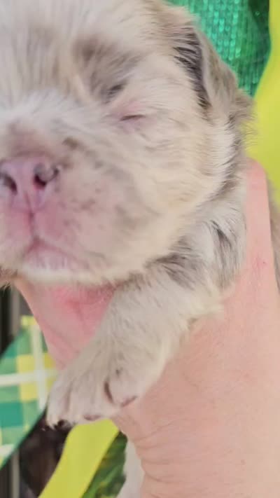 Showstoppa, a male French Bulldog for sale in Atlanta, GA – 8 of 10