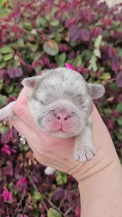 Showstoppa, a male French Bulldog for sale in Atlanta, GA – 6 of 10