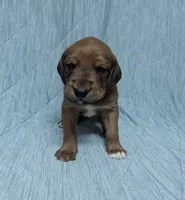 processed/0f21c743-5985-4537-baf0-1ed27d98dbb2/listing/1c583b62-bc75-4b9b-828e-e5f6608e1c8f/0ffc70bd-4ac4-4dbf-b468-07beef8aab3d