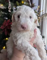 processed/0f21c743-5985-4537-baf0-1ed27d98dbb2/listing/81c5012a-98a6-4a18-9ee2-5e39809fb04a/65aa816a-b23f-48d9-a212-83a6df32dd79