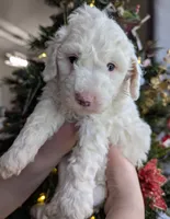 processed/0f21c743-5985-4537-baf0-1ed27d98dbb2/listing/81c5012a-98a6-4a18-9ee2-5e39809fb04a/a5d0a29a-25b8-4c10-aa16-75ed45174002