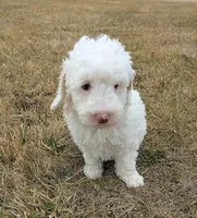 processed/0f21c743-5985-4537-baf0-1ed27d98dbb2/listing/81c5012a-98a6-4a18-9ee2-5e39809fb04a/d310d6da-6c1d-4bfc-8e51-bdcdb7caf1c7