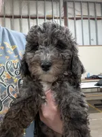 LINUS, a male Miniature Goldendoodle for sale in Beach Park, IL – Photo 8 of 10