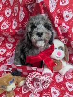 LINUS, a male Miniature Goldendoodle for sale in Beach Park, IL – Photo 3 of 10