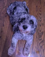 LINUS, a male Miniature Goldendoodle for sale in Beach Park, IL – Photo 10 of 10
