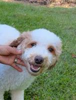 LINUS, a male Miniature Goldendoodle for sale in Beach Park, IL – Photo 9 of 10