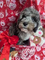 LINUS, a male Miniature Goldendoodle for sale in Beach Park, IL – Photo 4 of 10