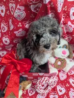 LINUS, a male Miniature Goldendoodle for sale in Beach Park, IL – Photo 1 of 10