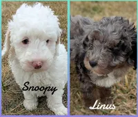 LINUS, a male Miniature Goldendoodle for sale in Beach Park, IL – Photo 7 of 10