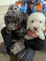 LINUS, a male Miniature Goldendoodle for sale in Beach Park, IL – Photo 6 of 10