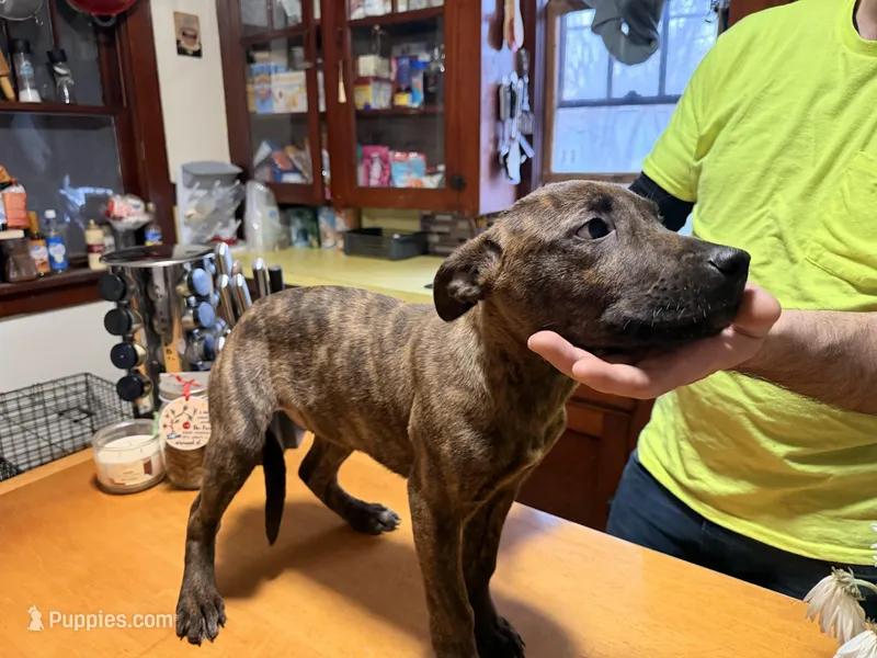 Caramel – Belgian Malinois, Dutch Shepherd puppy for sale in Muskegon, MI