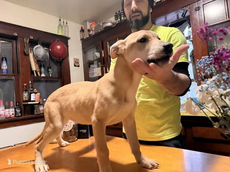 Blondie – Belgian Malinois, Dutch Shepherd puppy for sale in Muskegon, MI