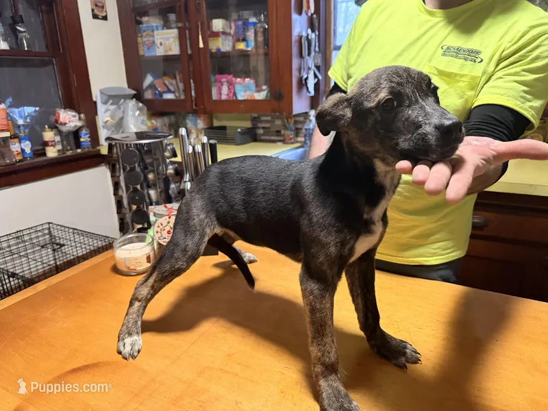 Hybrid – Belgian Malinois, Dutch Shepherd puppy for sale in Muskegon, MI